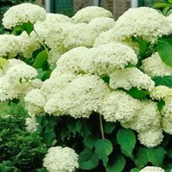Hydrangea arb. 'Annabelle'