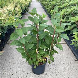 Hydrangea p. 'Limelight'