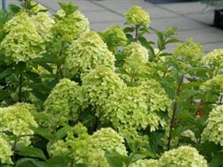 Hydrangea p. 'Little Lime'