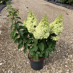 Hydrangea p. 'Magical Mont Blanc'