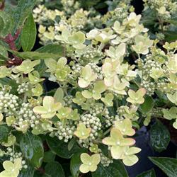 Hydrangea p. 'Polestar'