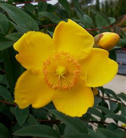 Hypericum h. 'Hidcote'