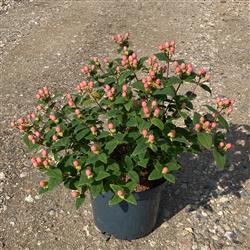 Hypericum 'Miracle Blossom'
