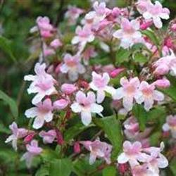 Kolkwitzia a. 'Pink Cloud'
