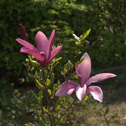 Magnolia lilliflora 'Susan'