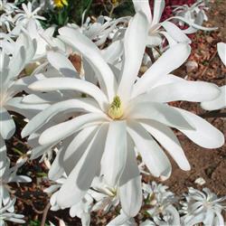Magnolia stel. 'Royal Star'