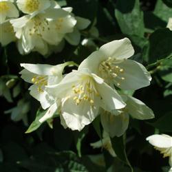 Philadelphus pol. 'Mont Blanc'