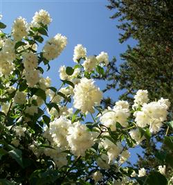 Philadelphus virg. 'Schneesturm'