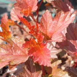 Physocarpus o. 'Diable d`Or'