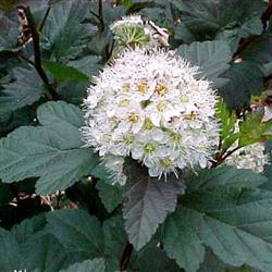 Physocarpus o. 'Diabolo'