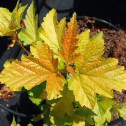 Physocarpus o. 'Golden Nugget'