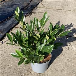 Prunus lau. Absolute Choiz® 'PRUNY21'PBR