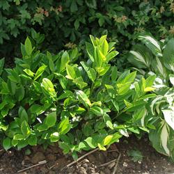 Prunus lau. 'Piri'
