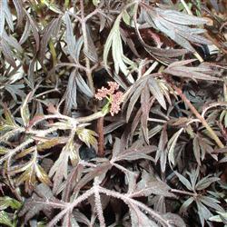 Sambucus nigra 'Black Lace'